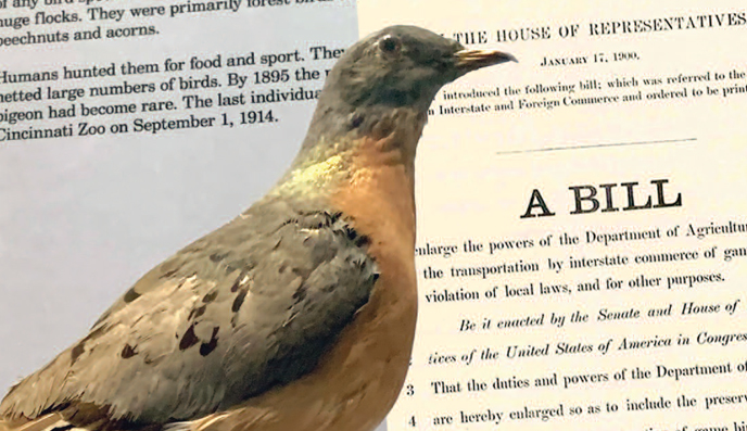 Passenger Pigeon