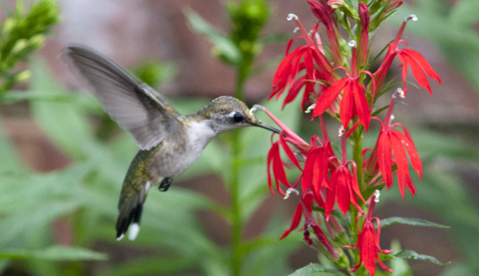 Hummingbird