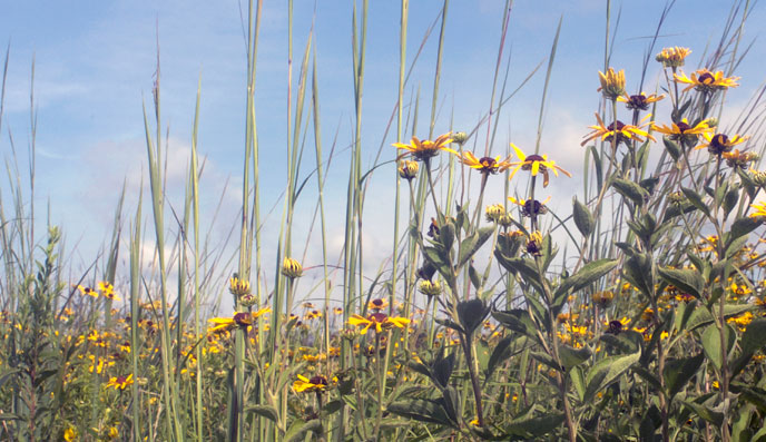 Mud Prairie