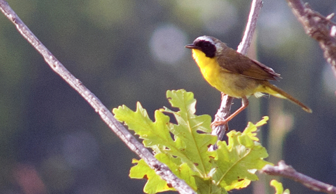 Common Yellow Throat